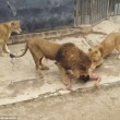 YOUTUBE Leoni sbranano uomo allo zoo VIDEO CHOC