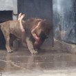 YOUTUBE Leoni sbranano uomo allo zoo VIDEO CHOC