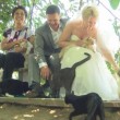 Matrimonio, coppia sceglie testimoni: sono....1100 gatti 2