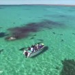 Balena divorata da 70 squali tigre, drone riprende10
