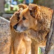Terremoto L'Aquila, morto Pluto: addio al cane simbolo