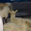 Pecore rubate, humour polizia: facce pixellate