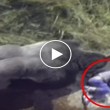 YOUTUBE Bimbo cade in gabbia Gorilla. Reazione animale... 04