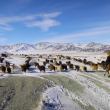 YOUTUBE Mongolia, vita da nomadi: la migrazione nella neve 11