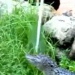Alligatore fuori acqua2
