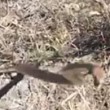Australia, serpente velenoso attacca la telecamera2