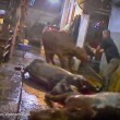 ustralia, vacche importate dal Vietnam prese a martellate 3