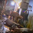 ustralia, vacche importate dal Vietnam prese a martellate 2