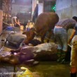ustralia, vacche importate dal Vietnam prese a martellate