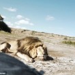 Cacciatori: posa con leone ucciso, ma altro felino