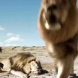 Cacciatori: posa con leone ucciso, ma altro felino4