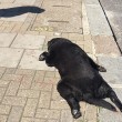 Cammina in strada trascinando il suo cane morto6