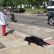 Cammina in strada trascinando il suo cane morto4
