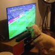 Cane guarda la partita alla tv...attaccato allo schermo6