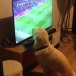 Cane guarda la partita alla tv...attaccato allo schermo4