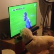 Cane guarda la partita alla tv...attaccato allo schermo5