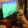 Cane guarda la partita alla tv...attaccato allo schermo3