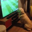 Cane guarda la partita alla tv...attaccato allo schermo2