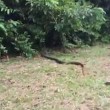 Corre verso siepe e afferra serpente lungo 1,8 metri5