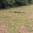 Corre verso siepe e afferra serpente lungo 1,8 metri