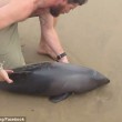 Delfino spiaggiato, ragazzo lo salva VIDEO e FOTO virali
