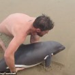 Delfino spiaggiato, ragazzo lo salva VIDEO e FOTO virali2