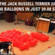 Jack Russell rompe 100 palloncini in 39 secondi3