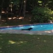 Orso in piscina per rinfrescarsi: ci resta per un quarto d'ora6