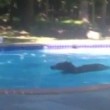 Orso in piscina per rinfrescarsi: ci resta per un quarto d'ora3