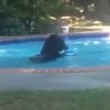 Orso in piscina per rinfrescarsi: ci resta per un quarto d'ora2