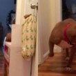 Pitbull terrorizzato dal gatto di casa cammina piano piano