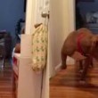 Pitbull terrorizzato dal gatto di casa cammina piano piano4