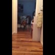 Pitbull terrorizzato dal gatto di casa cammina piano piano2