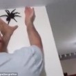 Ragno gigante catturato su parete di casa in Brasile4
