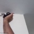 Ragno gigante catturato su parete di casa in Brasile