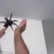 Ragno gigante catturato su parete di casa in Brasile6