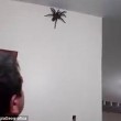 Ragno gigante catturato su parete di casa in Brasile5