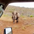 Rinoceronte nero non ama essere fotografato e punta l'auto