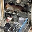 Volpe nascosta nella lavastoviglie