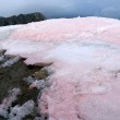 Artico, ghiaccio e neve diventano rosa: "colpa" delle alghe 3