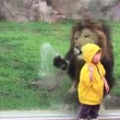 YOUTUBE Leone salta contro bimbo allo zoo ma...5