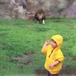 YOUTUBE Leone salta contro bimbo allo zoo ma...3