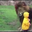 YOUTUBE Leone salta contro bimbo allo zoo ma...2