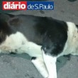 Brasile, poliziotto spara a cane mascotte: rabbia nella favela02