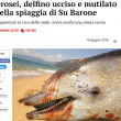 Orosei, delfino ucciso e mutilato sulla spiaggia