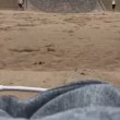 Gabbiano ruba iPhone su spiaggia, videocamera riprende tutto3