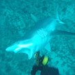 YOUTUBE Pescatore attaccato alle gambe da squalo7