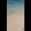 VIDEO YOUTUBE Squalo martello a riva: tutti fuori dall'acqua 2