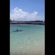 VIDEO YOUTUBE Squalo martello a riva: tutti fuori dall'acqua 3