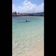 VIDEO YOUTUBE Squalo martello a riva: tutti fuori dall'acqua 4